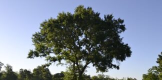 Czy trzeba mieć kapok?