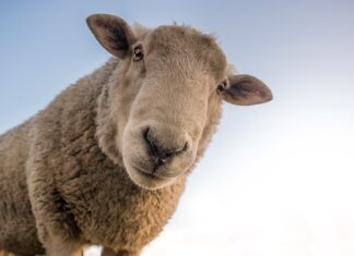 Co jest cieplejsze polar czy wełna?