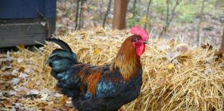 Czy jak wbije bilę przeciwnika to jest faul?