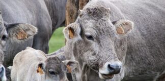 Dlaczego bolą łydki w butach narciarskich?