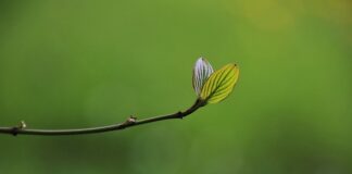 Jak zrobić green golfowy?