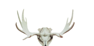 Co jest najwyższym trofeum w golfie?