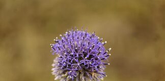 Jak inaczej nazywa się wędzidło?