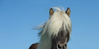 Jak się mówi do konia?