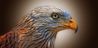 Jak zamocować linkę do latawca?