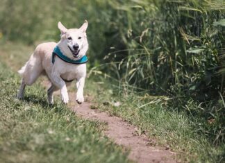 Jak biegać z 3 latkiem?