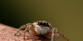 Do czego służy skoczek?