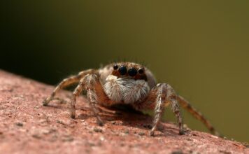 Do czego służy skoczek?