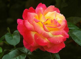 Co na podziękowanie dla rodziców chrzestnych?