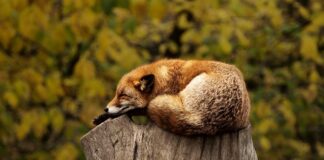 Co oznacza czerwona sutanna?