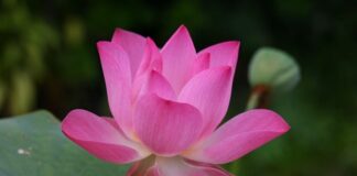 Jak się mówi po angielsku blok?