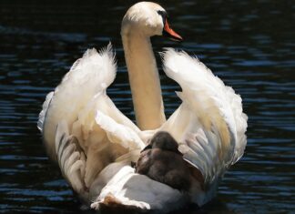 Czy fotelik od wózka jest bezpieczny?