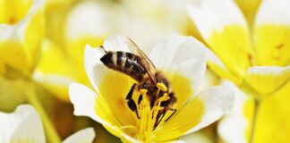 Czy 8 miesięczne dziecko może jeść jajecznicę?