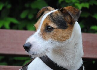 Jaki biret nosi proboszcz?