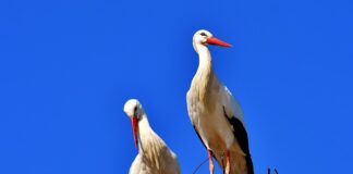 Jak zrobić bociana?