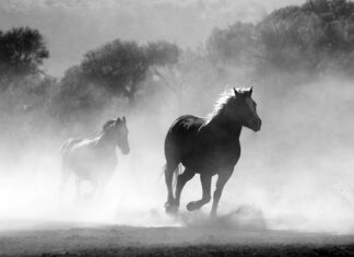 Co zrobić z Pyssla?