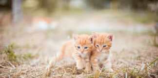 Czym smarować sutki w ciąży?