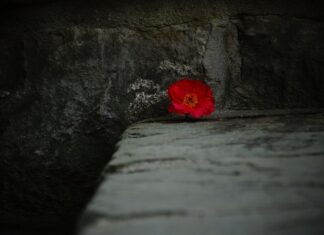 Jak zrobić kwiatka z koralików krok po kroku?