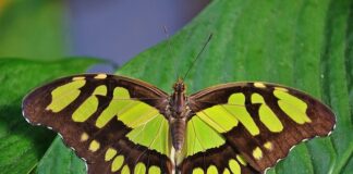 Ile jest wszystkich lalek Enchantimals?