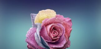 Czym się rożni mios od Priam?