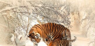 Co należy do obowiązków matki chrzestnej?