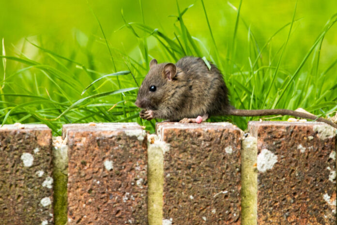 Skuteczne metody odstraszania myszy w domu i ogrodzie